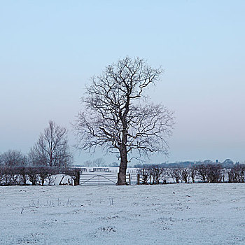 秃树,冬天,土地,柴郡,英国