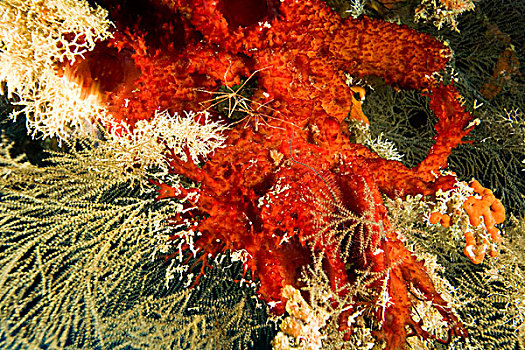 箭蟹,鲜明,红色,海绵,海洋公园,加勒比,深潜,海湾群岛,洪都拉斯,中美洲