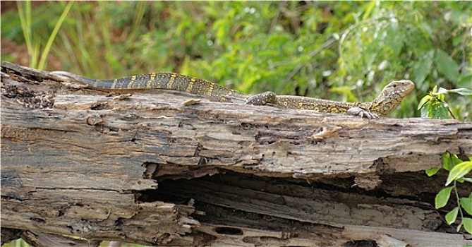 蜥蜴,乌干达