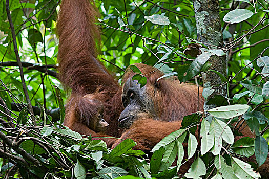 苏门答腊猩猩,母亲,老,幼仔,白天,窝,古农列尤择国家公园,北方,苏门答腊岛,印度尼西亚