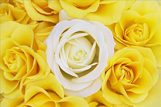 白色蔷薇,黄色,玫瑰