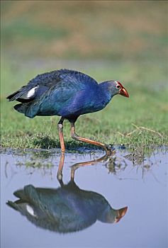 紫水鸡,涉水,国家公园,印度