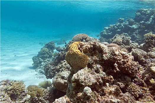 珊瑚礁,水面,热带,海洋,水下
