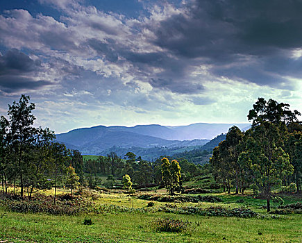风景,山谷,蓝山,新南威尔士