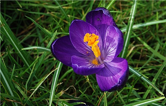 精美,紫色,春天,藏红花
