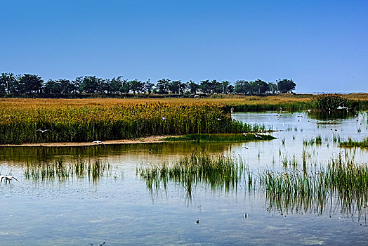 沙湖湿地景观