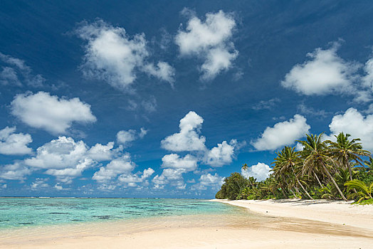 沙滩,棕榈树,拉罗汤加岛,库克群岛,大洋洲