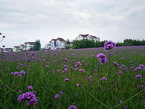 绿野,花海,乡村