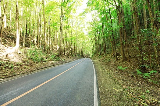 道路,热带雨林,保和省,菲律宾