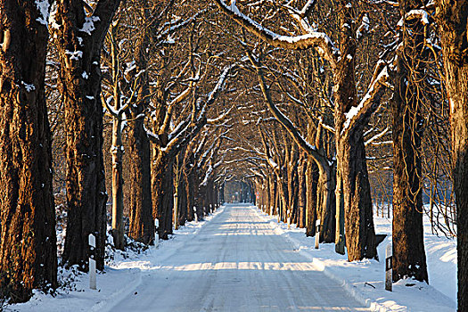 道路,排列,栗木树,雪地,克莱菲德,德国
