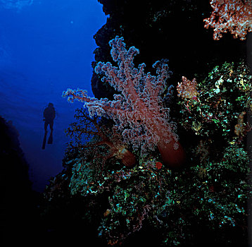 澳大利亚,大堡礁,巨大,软珊瑚,树