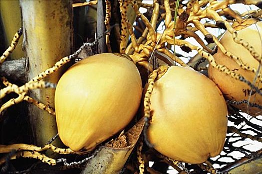 成熟,椰子,悬挂,牙买加