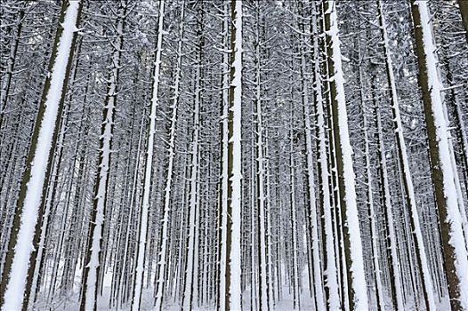 树林,积雪,树干,上巴伐利亚,巴伐利亚,德国