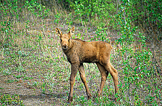 驼鹿,幼兽,德纳里峰国家公园,阿拉斯加,美国