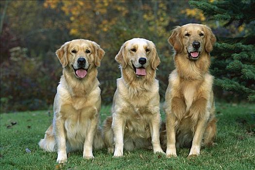 金毛猎犬,狗,三个,成年