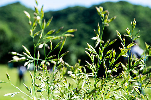 玉渡山,高山草甸,草地