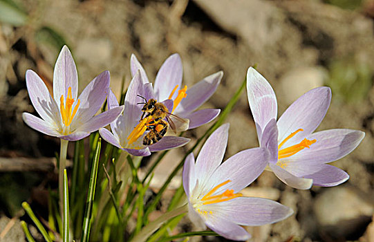 蜜蜂,藏红花,下奥地利州,奥地利,欧洲