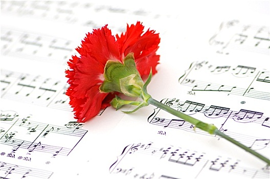 红色,康乃馨,花,音符,书页