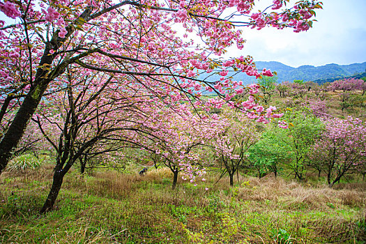 海曙,鄞江,山林,樱花,粉红,春色,春天,阳光,天空,金陆村,乡村