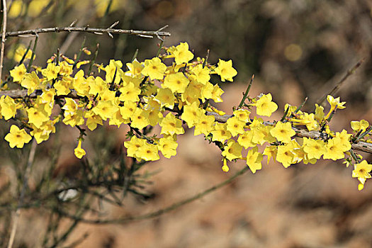 迎春花,花卉