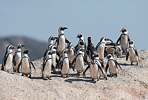 企鹅,成年,多,站立,石头,砾石滩,好望角,南非