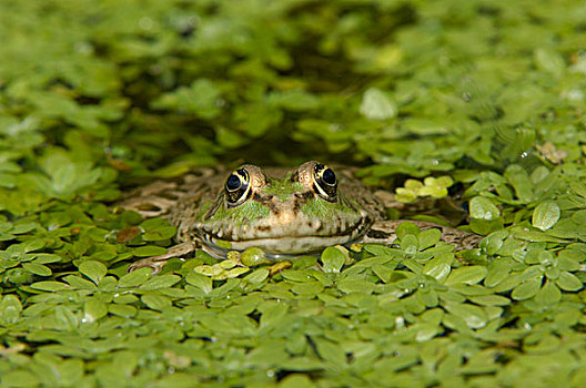 湿地,青蛙,成年,水中,水生植物,英国野生动物中心,英国,欧洲