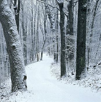 树,小路,冬天,阿帕拉契山径,弗吉尼亚,美国