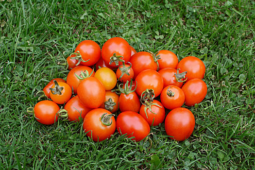 堆,红色,橙色,成熟,西红柿