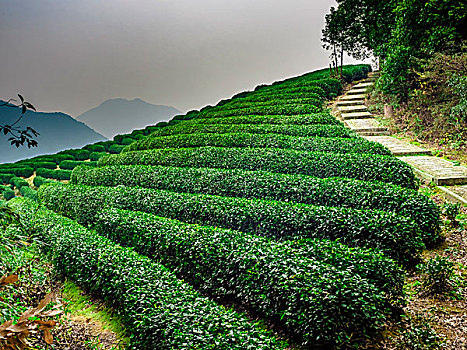 龙坞茶山