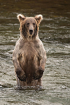 熊,后腿站立,河