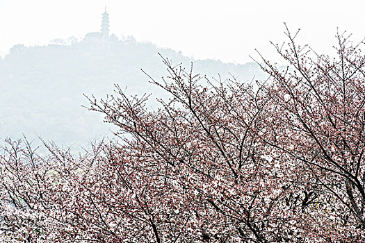 苏州上方山樱花风景
