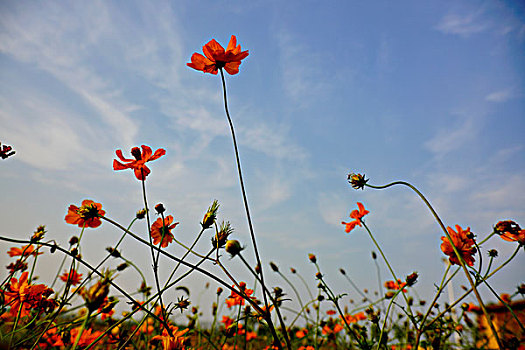 花卉