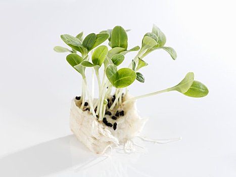 琉璃苣幼苗图片图片