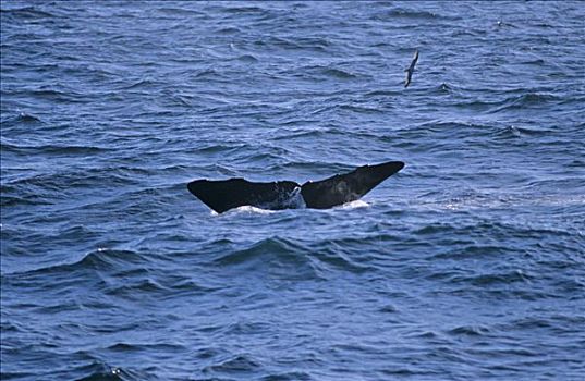 抹香鯨,風景,旅游,靠近,島,挪威