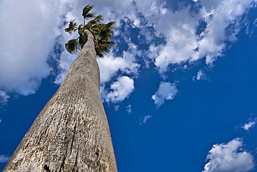 高,棕榈树,蓝天