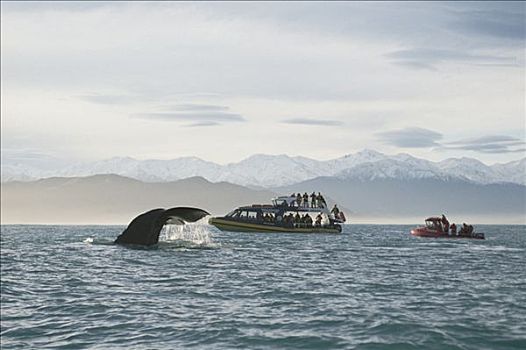 抹香鲸,看,新西兰