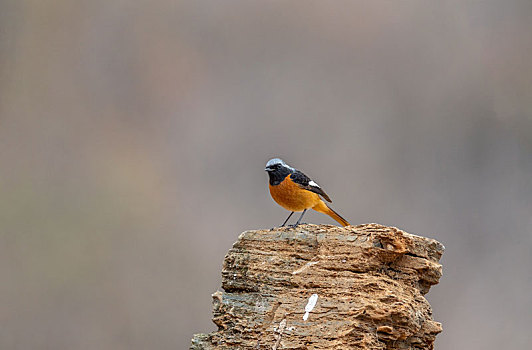 栖息于山地和居民点附近灌丛与低矮树丛中的北红尾鸲鸟