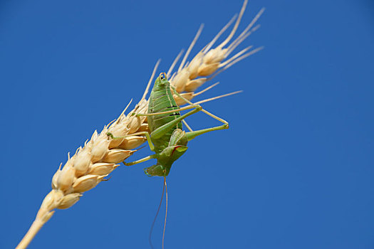 蝗虫,小麦