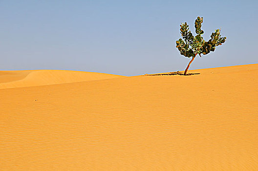 海鲜,沙漠植物,沙子,路线,阿德拉尔,区域,毛里塔尼亚,非洲