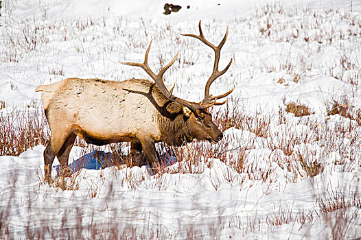 美国,科罗拉多,公麋鹿,觅食,降雪