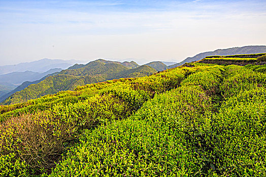 山村,茶园