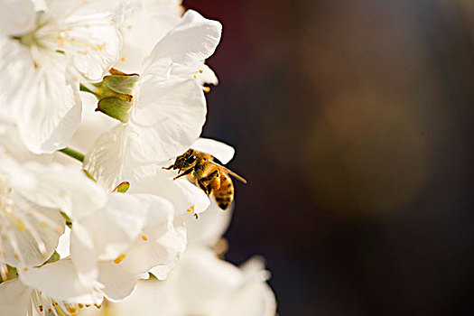 蜜蜂,花粉,樱花