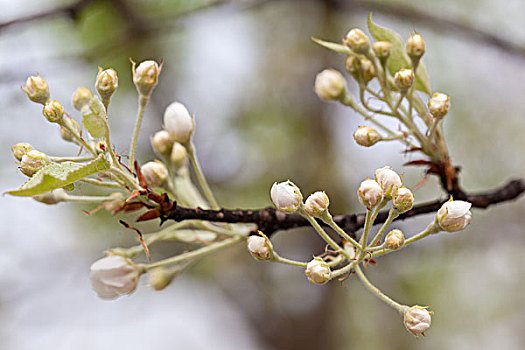 梨花,蔷薇科