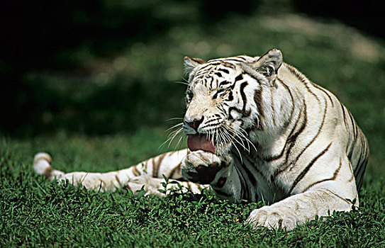虎,白色,卧,草,舔