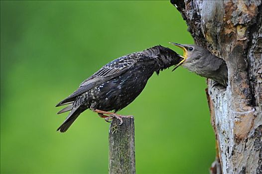 雌性,英磅,紫翅椋鸟,进食,幼鸟