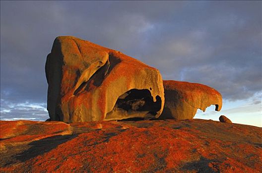 石头,袋鼠,岛屿,追逐,国家公园,澳洲南部,澳大利亚