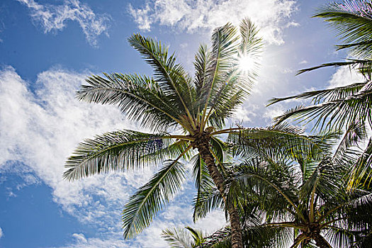 棕榈树,阳光,檀香山,夏威夷,美国
