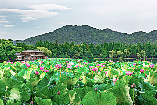 杭州西湖风光夏日荷花