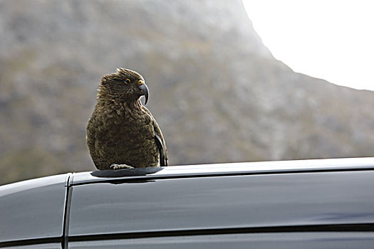 新西兰鹦鹉