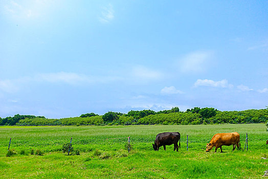 风景,岛屿,冲绳,日本